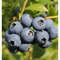 Разсад Американска Боровинка Голдтраубе / Vaccinium corymbosum Goldtraube