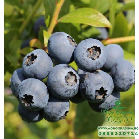 Разсад Американска Боровинка Голдтраубе / Vaccinium corymbosum Goldtraube