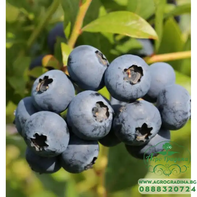 Разсад Американска Боровинка Голдтраубе Vaccinium corymbosum Goldtraube