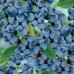 Разсад Американска Боровинка Голдтраубе Vaccinium corymbosum Goldtraube