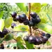 Арония (Aronia prunifolia) Nero
