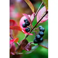 Арония (Aronia prunifolia) Nero
