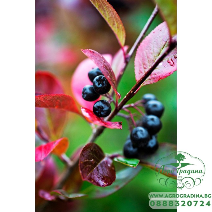 Арония (Aronia prunifolia) Nero