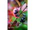 Арония (Aronia prunifolia) Nero