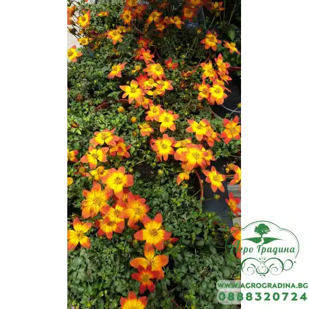 Разсад Биденс