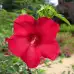 Разсад Блатен Червен Хибискус Hibiscus moscheutos Lord Baltimore в саксия
