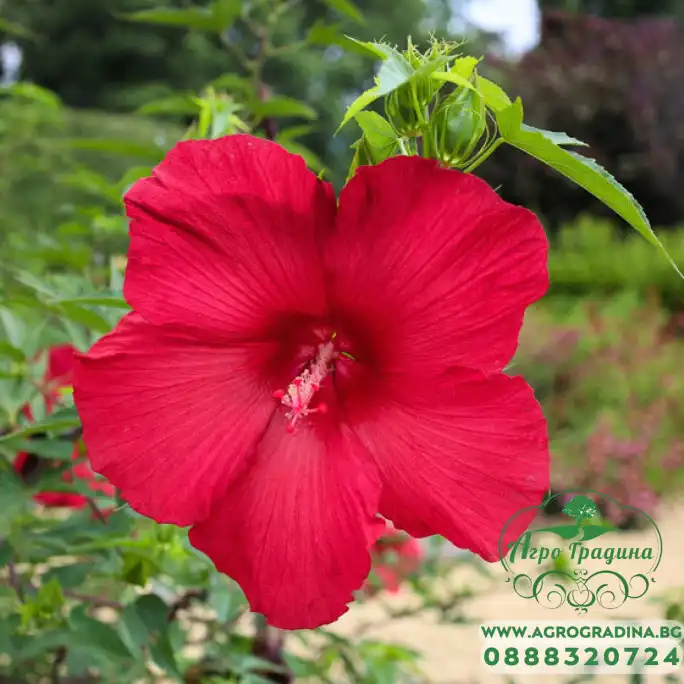 Разсад Блатен Червен Хибискус Hibiscus moscheutos Lord Baltimore в саксия Разсад Блатен Червен Хибискус Hibiscus moscheutos Lord Baltimore в саксия