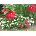 Разсад Блатен Червен Хибискус Hibiscus moscheutos Lord Baltimore в саксия