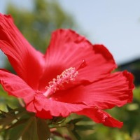 Разсад Блатен Червен Хибискус Hibiscus moscheutos Lord Baltimore в саксия Разсад Блатен Червен Хибискус Hibiscus moscheutos Lord Baltimore в саксия