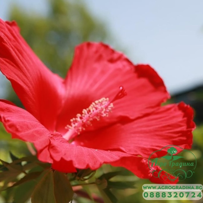 Разсад Блатен Червен Хибискус Hibiscus moscheutos Lord Baltimore в саксия