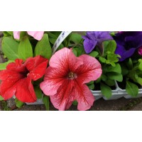 Бордюрна петуния разсад (различни цветове) 10 бр в опаковка