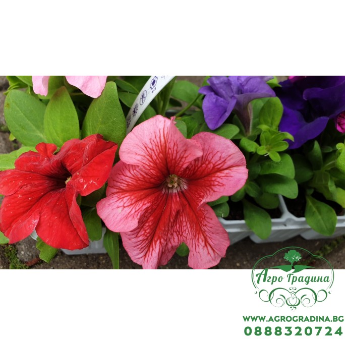 Бордюрна петуния разсад (различни цветове) 10 бр в опаковка