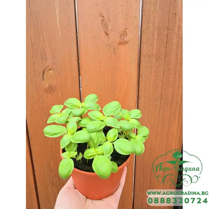 Разсад Босилек Ocimum basilicum Разсад Босилек Ocimum basilicum