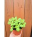 Разсад Босилек Ocimum basilicum Разсад Босилек Ocimum basilicum