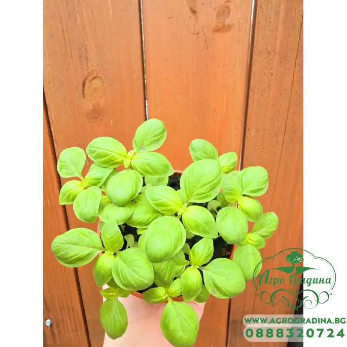 Разсад Босилек Ocimum basilicum Разсад Босилек Ocimum basilicum