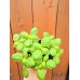Разсад Босилек Ocimum basilicum Разсад Босилек Ocimum basilicum
