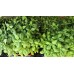 Разсад Босилек / Ocimum basilicum