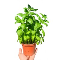 Разсад Босилек / Ocimum basilicum