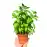 Разсад Босилек Ocimum basilicum