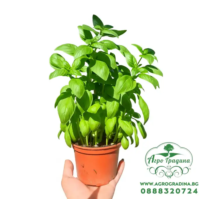 Разсад Босилек Ocimum basilicum