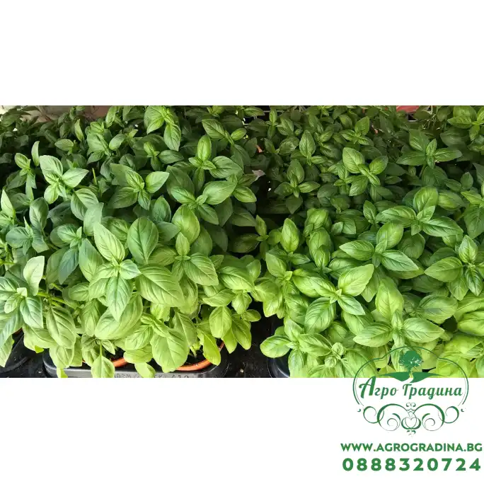 Разсад Босилек Ocimum basilicum Разсад Босилек Ocimum basilicum