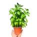 Разсад Босилек Ocimum basilicum