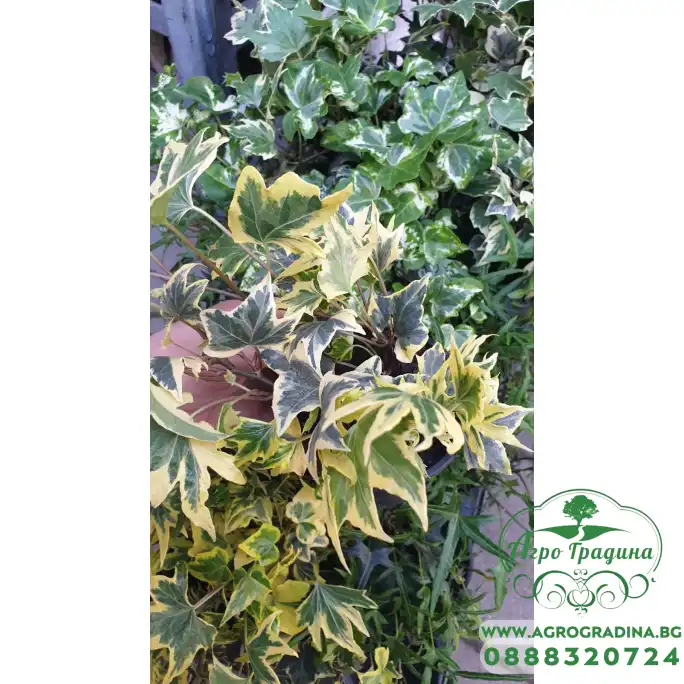 Разсад Бръшлян микс