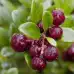 Разсад Американска Червена Боровинка Vaccinium Macrocarpon Early Black