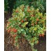 Разсад Американска Червена Боровинка / Vaccinium Macrocarpon Early Black