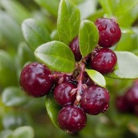 Разсад Американска Червена Боровинка Vaccinium Macrocarpon Early Black