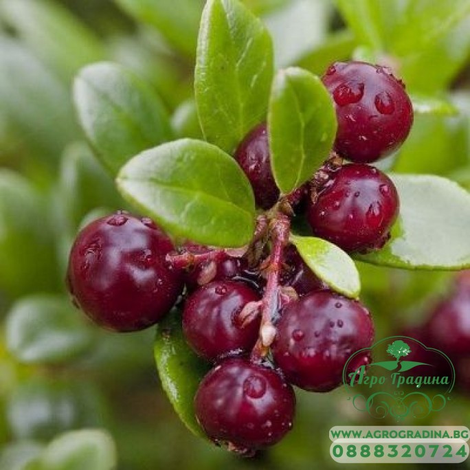 Разсад Американска Червена Боровинка Vaccinium Macrocarpon Early Black