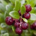 Разсад Американска Червена Боровинка Vaccinium Macrocarpon Early Black