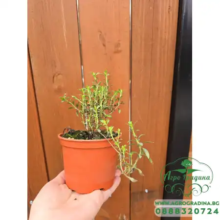 Разсад Чубрица Satureja hortensis