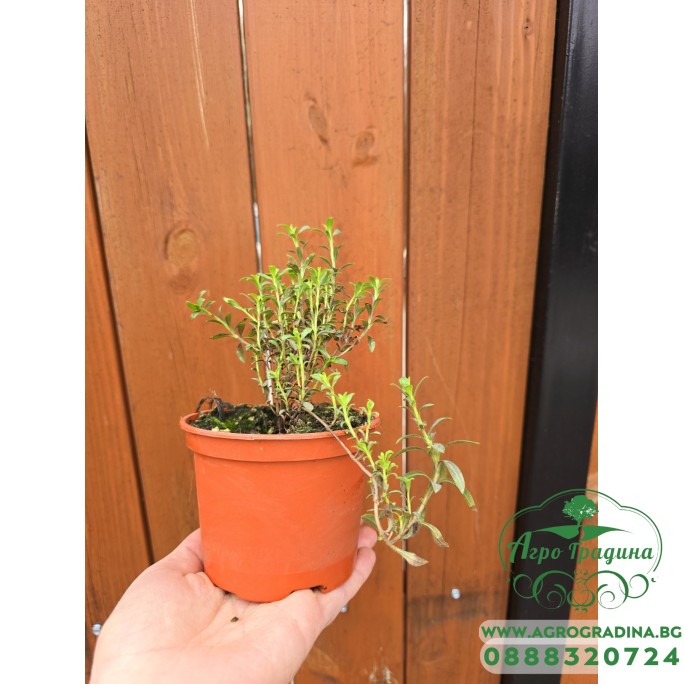 Разсад Чубрица / Satureja hortensis