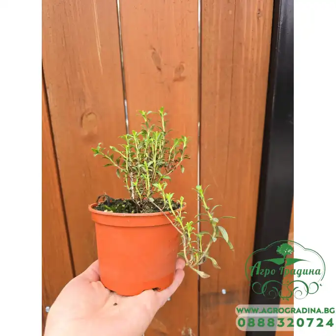 Разсад Чубрица Satureja hortensis