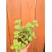 Разсад Джоджен Mentha spicata