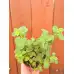Разсад Джоджен Mentha spicata