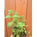 Разсад Джоджен Mentha spicata
