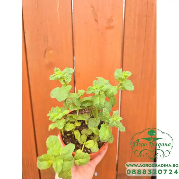 Разсад Джоджен Mentha spicata Разсад Джоджен Mentha spicata