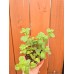 Разсад Джоджен Mentha spicata