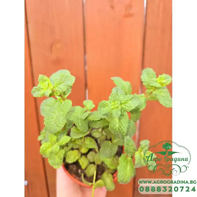 Разсад Джоджен Mentha spicata Разсад Джоджен Mentha spicata