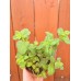 Разсад Джоджен Mentha spicata