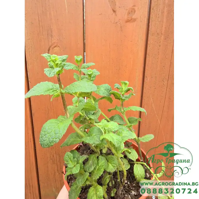 Разсад Джоджен Mentha spicata Разсад Джоджен Mentha spicata