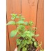 Разсад Джоджен Mentha spicata