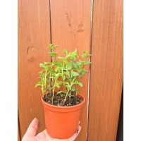 Разсад Джоджен Mentha spicata