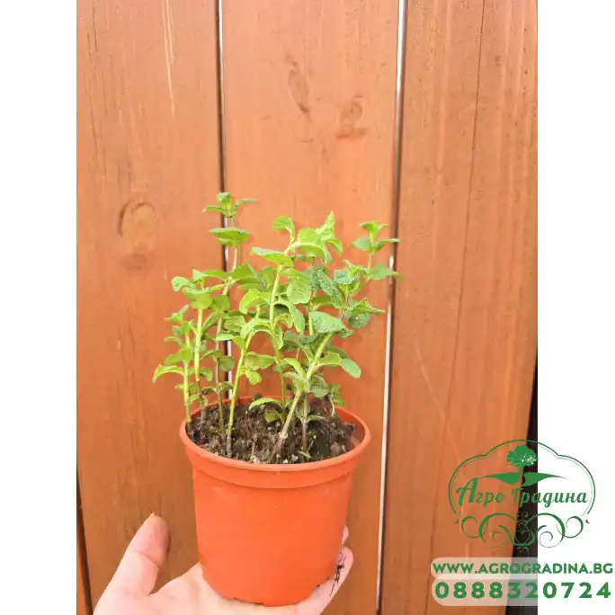 Разсад Джоджен Mentha spicata Разсад Джоджен Mentha spicata