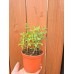 Разсад Джоджен Mentha spicata
