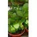 Разсад Джоджен Mentha spicata
