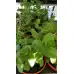 Разсад Джоджен Mentha spicata