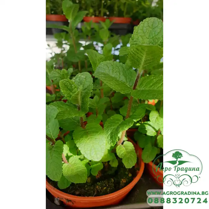 Разсад Джоджен Mentha spicata Разсад Джоджен Mentha spicata